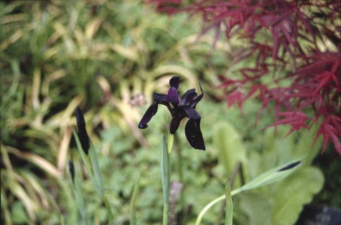 black iris