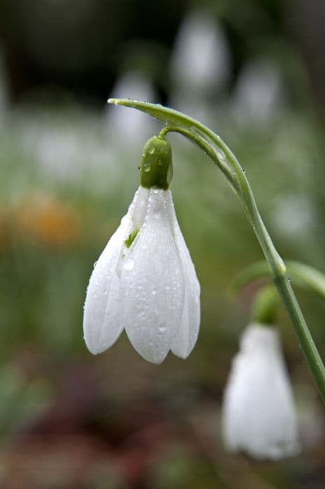 snowdrop 'Limetree'