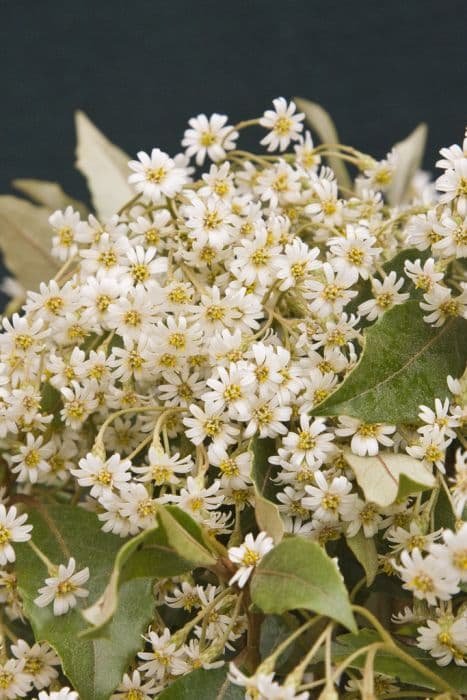 Cheeseman's daisy bush