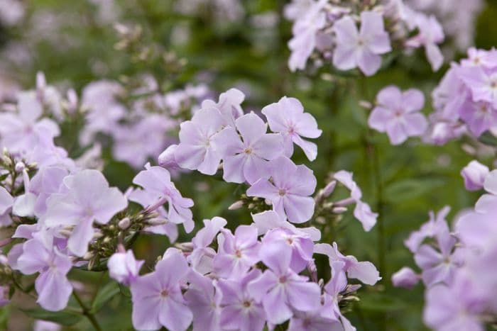 phlox 'Utopia'