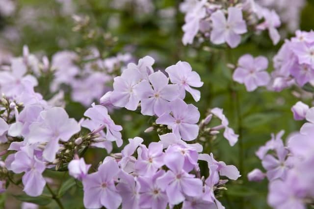 Phlox 'Utopia'