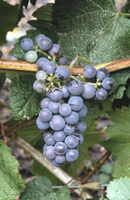 grape 'Brant'