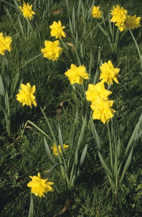 daffodil 'Golden Ducat'