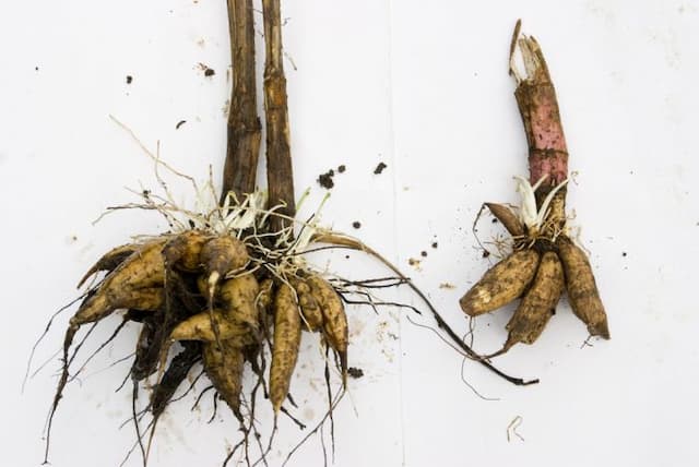 Hemlock water dropwort