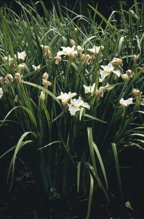 Siberian iris 'Harpswell Happiness'