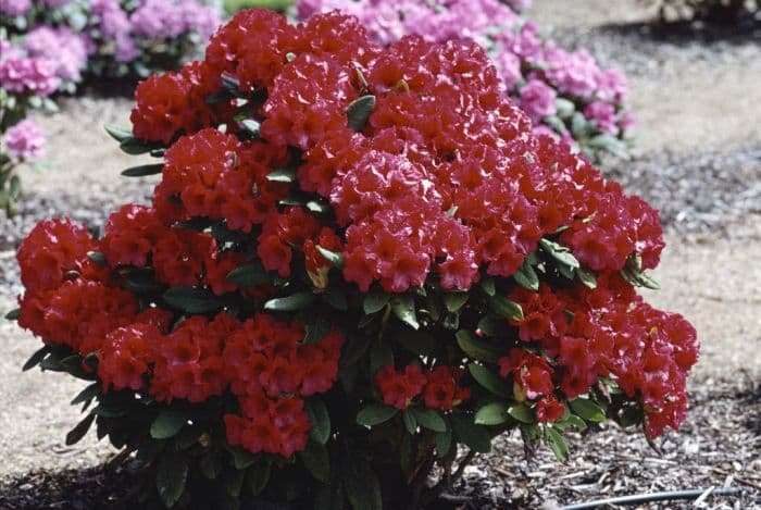 rhododendron 'Dopey'