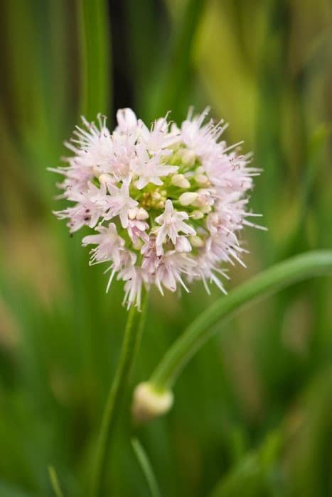 flat-stalked garlic