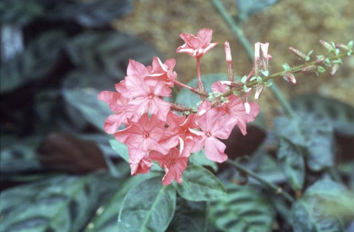 Indian leadwort