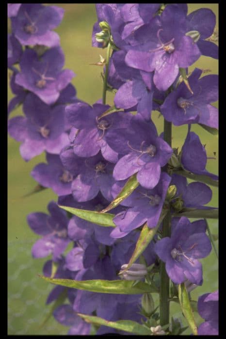 great bellflower 'Highcliffe Variety'