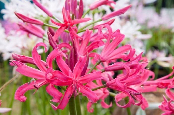 nerine Elegance Series