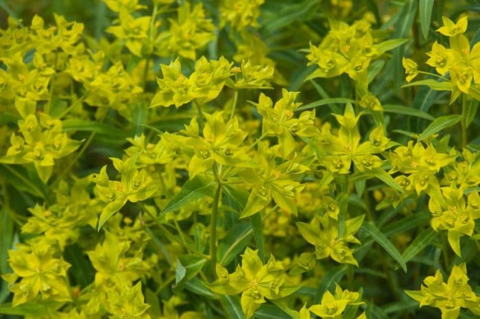 horned spurge