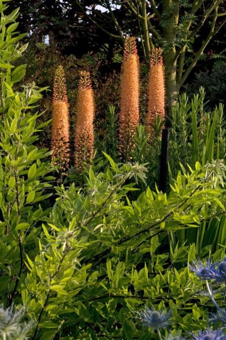 Foxtail lily 'Cleopatra'