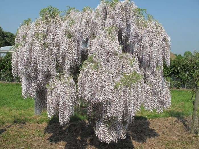 Japanese Wisteria 'Kimono'