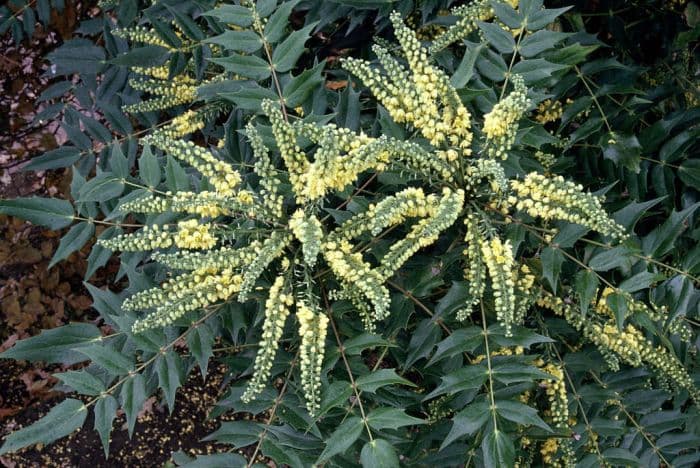 Oregon grape 'Winter Sun'