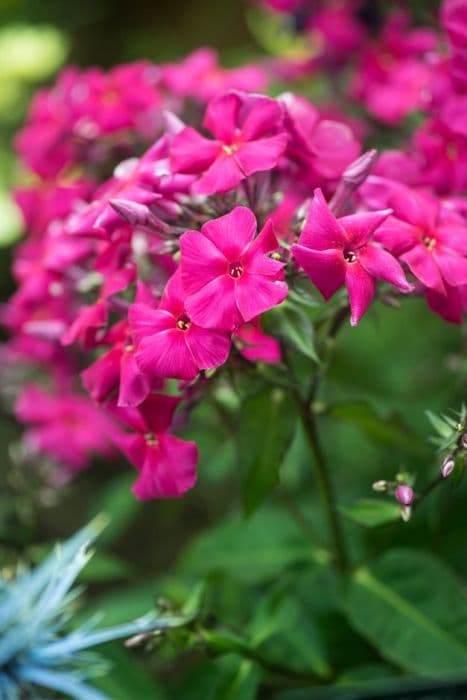 perennial phlox 'Adessa Special Fire'