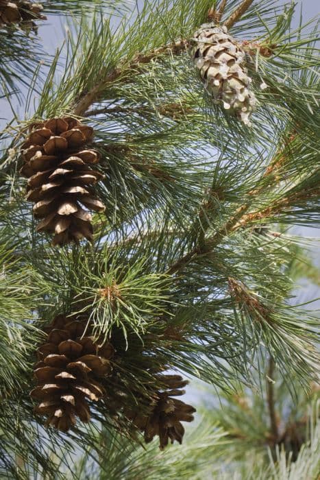 Macedonian pine