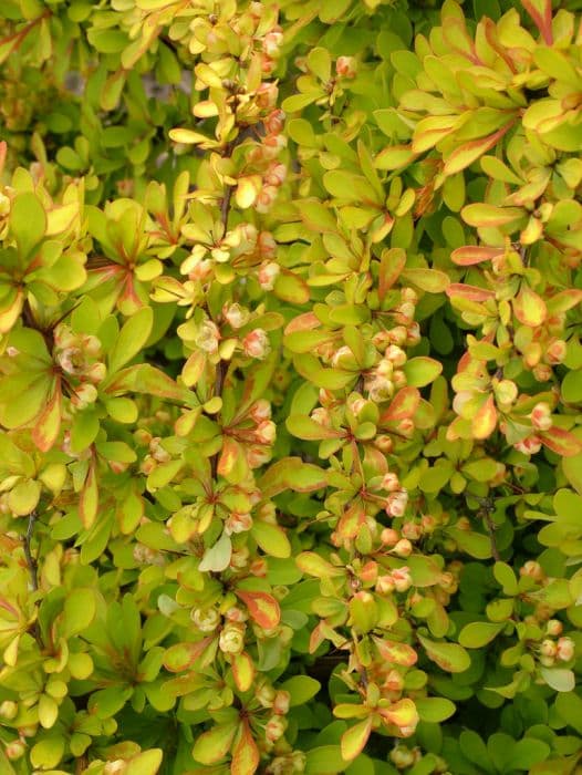 Japanese barberry 'Diabolic'