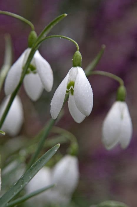 snowdrop 'Galatea'