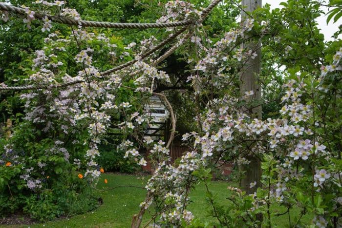 clematis 'The Jewell'