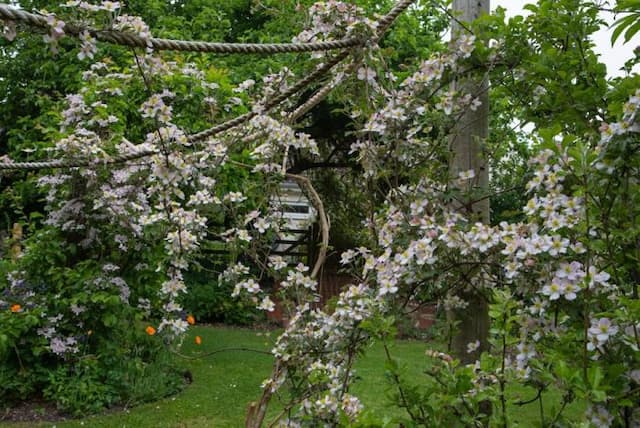 Clematis 'The Jewell'