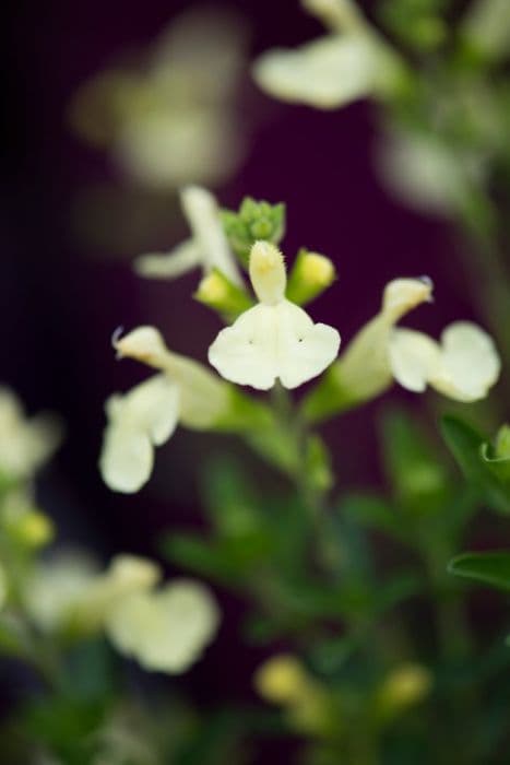 sage 'Lemon Light'