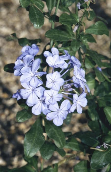 Cape leadwort