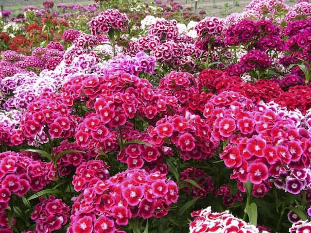 Sweet william 'Auricula-Eyed Mixed'