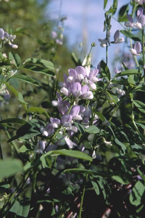 common goat's rue