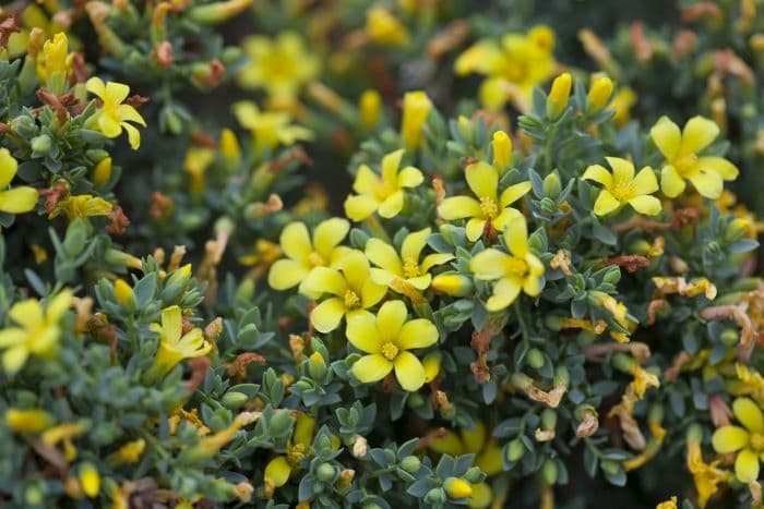 Egyptian St John's wort