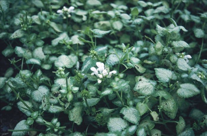 spotted deadnettle 'White Nancy'