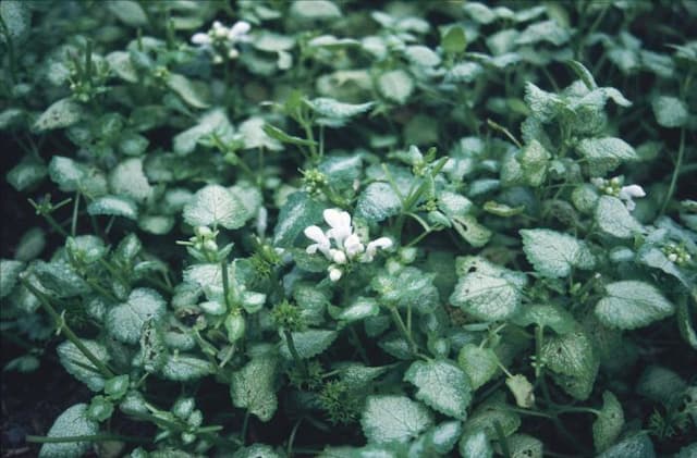 Spotted deadnettle 'White Nancy'