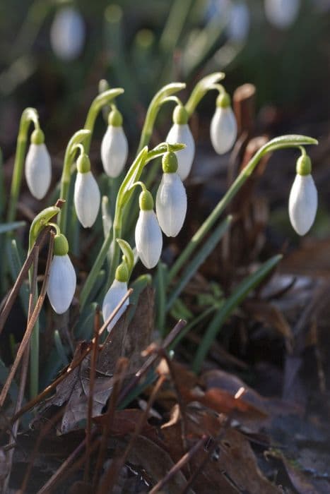 snowdrop 'Straffan'