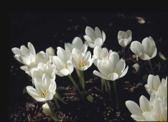 Giant meadow saffron 'Album'