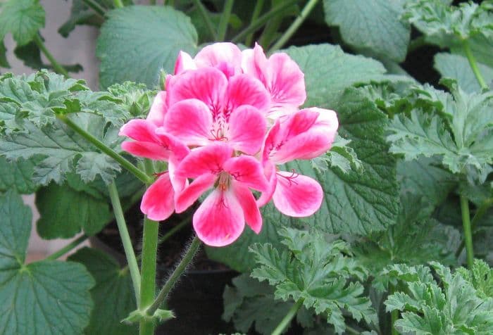 pelargonium 'Paton's Unique'