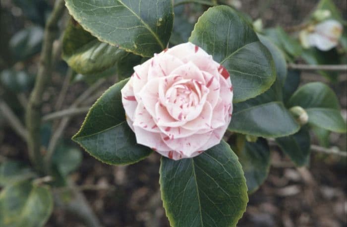 camellia 'Lavinia Maggi'