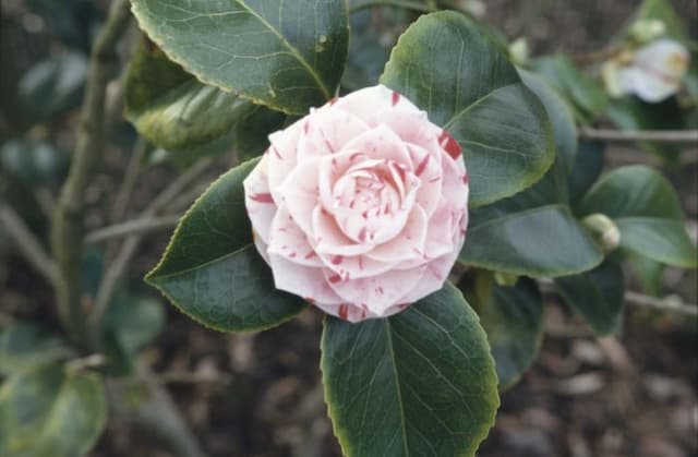 Camellia 'Lavinia Maggi'