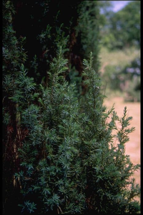 Irish juniper