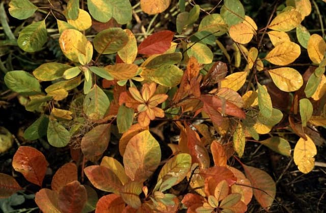 Smoke tree 'Flame'