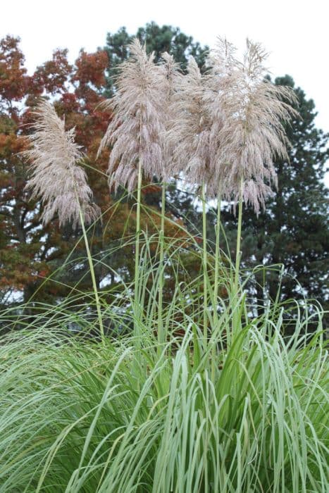 pampas grass 'Silver Fountain'