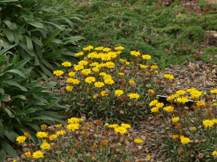 fleabane 'Grand Ridge'