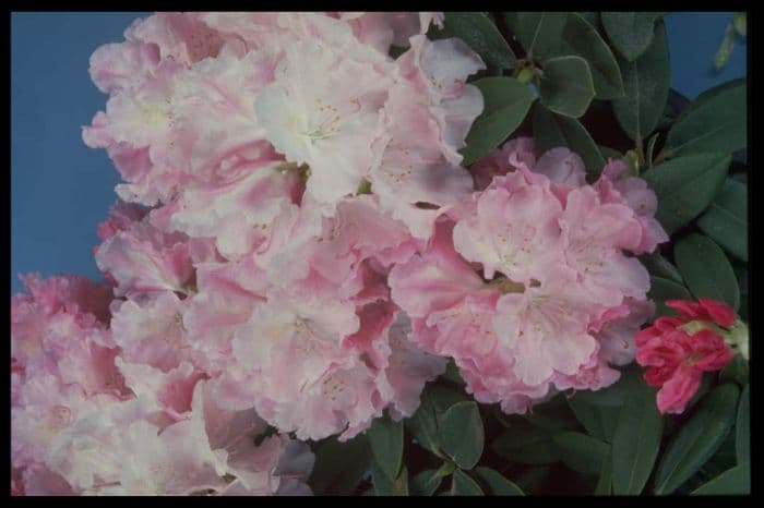 rhododendron 'Marion Street'