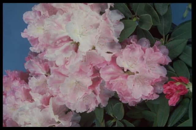 Rhododendron 'Marion Street'