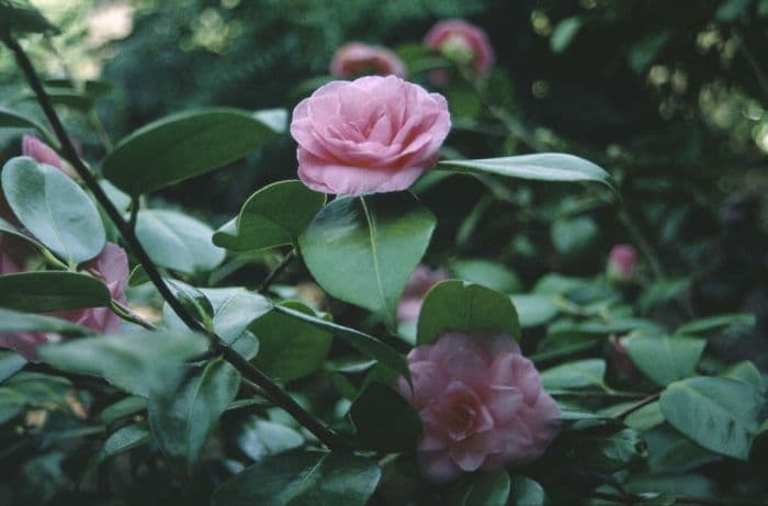 camellia 'Mathotiana Rosea'