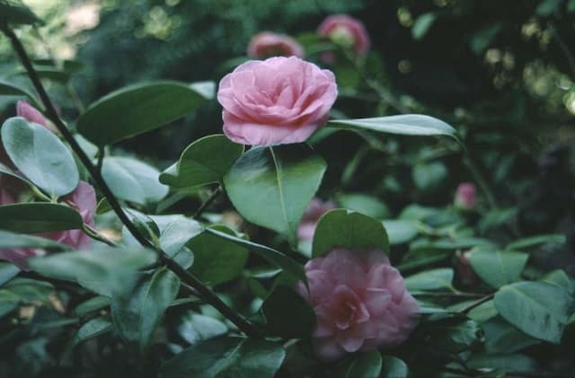Camellia 'Mathotiana Rosea'