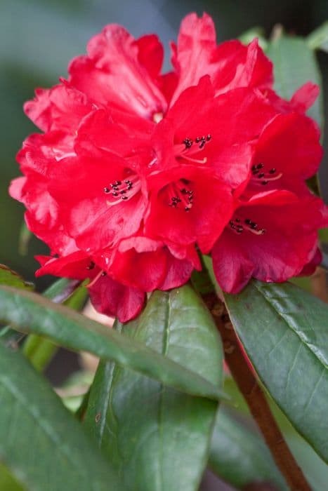 bearded rhododendron