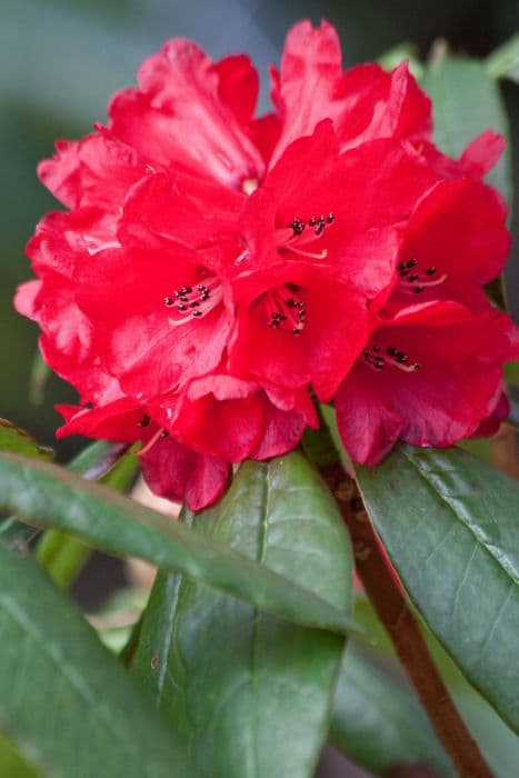 Bearded rhododendron