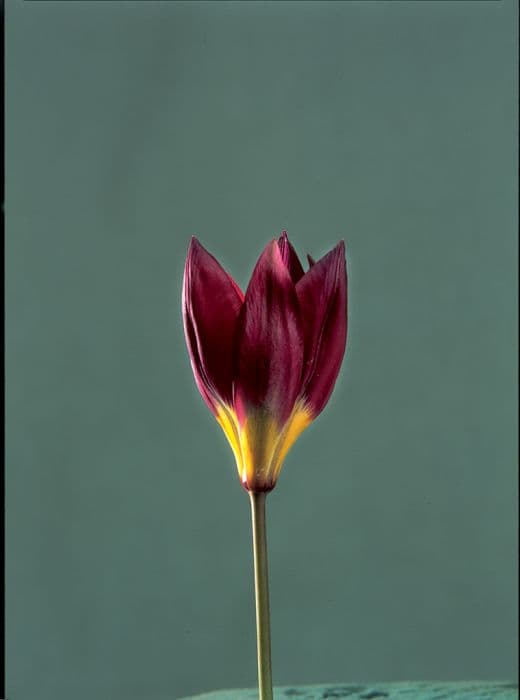 tulip Violacea Group