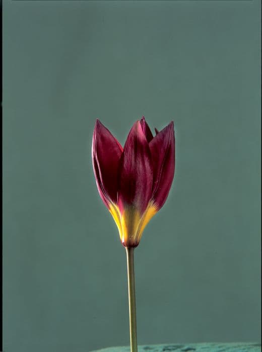 Tulip Violacea Group