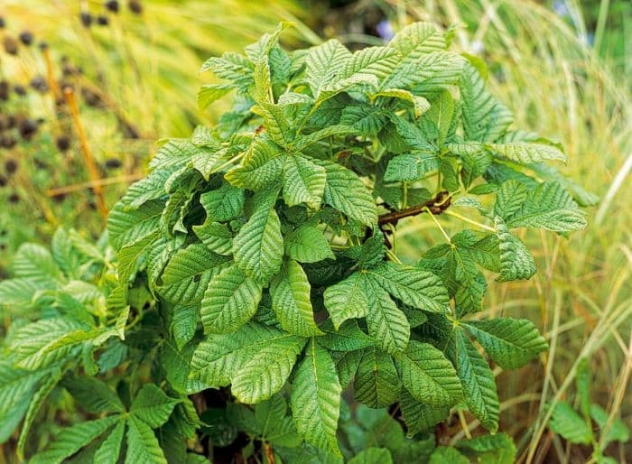 horse chestnut 'Monstrosa'