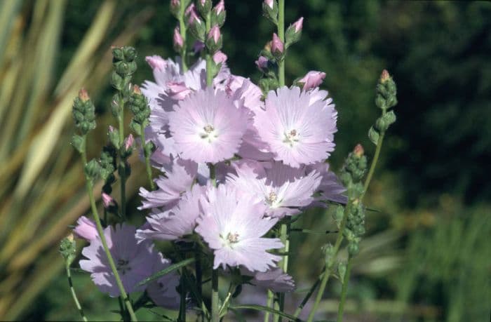 prairie mallow 'Elsie Heugh'